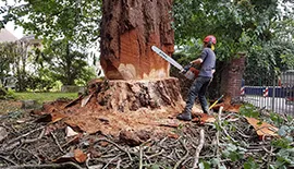 abattage-d-arbres-77-mobile